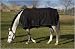 JPC Equestrian
