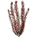 Tetra WaterWonders Foxtail 18