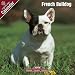 French Bulldog 2009 Wall Calendar 12 X 12