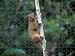 Jigsaw of Kinkajou - in tree from Ardea