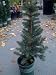 Colorado Blue Spruce Tree One Gallon