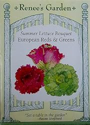 Lettuce Summer European Red and Green Bouquet 650 Seeds