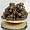Iranian Asetra 000 Caviar Malossol