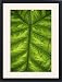 Framed Prints of Colocasia indica leaf from Science Photo Library