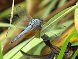 11x14 Digital Art Limited Edition Prints Dragonfly Realist Azure Dragonfly