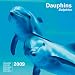 2009 CAL 30X30 DAUPHINS
