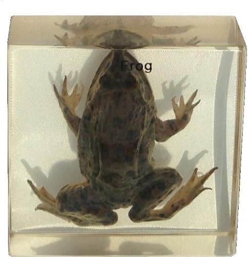 Frog in Acrylic