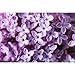 Lilac Blossom - 1935 - Candle & Soap Fragrance Oil - 16 Oz (1 lb) - High Performance Supply - Special Promotion