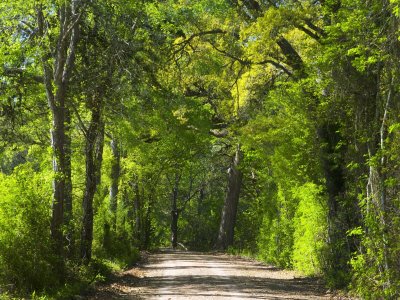 Dirt Roadway Overhanging with Greens of Oak Trees Near Independence, Texas, USA Photographic Poster Print by Darrell Gulin, 24x32