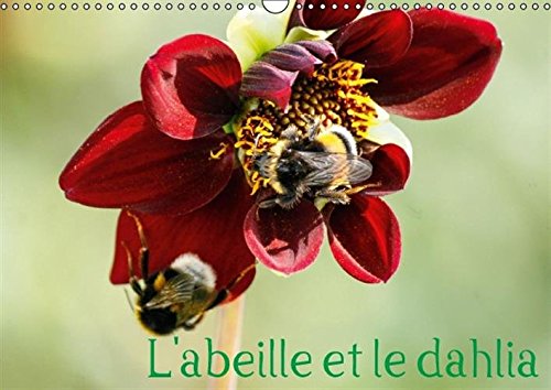 L'Abeille et le Dahlia 2017: Le Dahlia et l'Abeille en Parfaite Symbiose (Calvendo Nature) (French Edition)