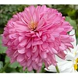 Echinacea 'Pink Poodle' - Coneflower