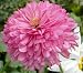 poodle19 - Echinacea Pink Poodle Coneflower