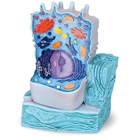 3B Scientific The Animal Cell