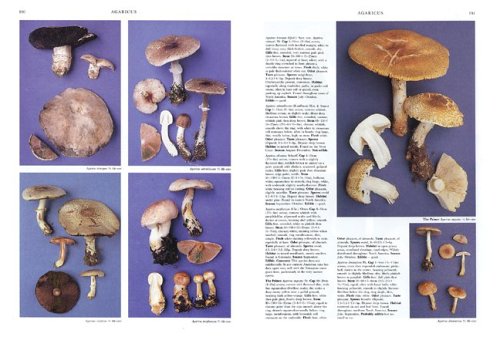 Mushrooms and Other Fungi of North America under General in The Books Store