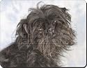 AFFENPINSCHER DOG GIFTS Mouse Mat