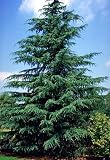 Eigenschaften tropical.garden  / Himalaya-Zeder - Cedrus deodora 15K