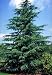 Himalaya-Zeder - Cedrus deodora 15K