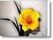Little Yellow Dayliliy Canvas Print / Canvas Art - Artist Marsha Heiken