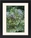 Framed Prints of Organic lettuce (Lactuca sativa) from Science Photo Library