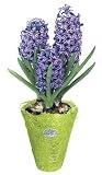 Blue Hyacinth Plant in Sasal Designer Vase