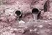 Classic Pollution Films DVD: 1930's - 1970's Water, Land & Air Pollution Films Includ...