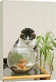 20 Inch Box Canvas (51cm) Cat - Catching goldfish in bowl by Ardea