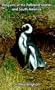 Penguins of the Falkland Islands and South America