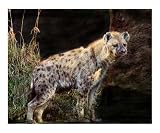 Spotted Hyena Animals Photographic Poster Print by BuffaloWorks, 20x24