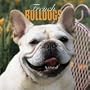 French Bulldogs 2004 Calendar
