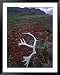 Antler Amid Alpine Bearberry, Brooks Range, Arctic National Wildlife Refuge, Alaska, USA Framed Art Poster Print by Hugh Rose, 39x49