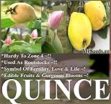 10 QUINCE FRUIT TREE SEEDS GORGEOUS PINK Blossoms ZONE 4 HARDY ~ Cydonia oblonga