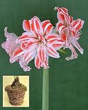 Amaryllis Dancing Queen in a Rustic Vine Basket