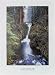 Olympic National Park (Rain Forest) Art Poster Print - 17" X 23"