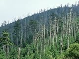 Acid Rain, Dead Conifers Near the Summit of Mount Mitchell, North Carolina Photographic Poster Print by David M. Dennis, 16x12