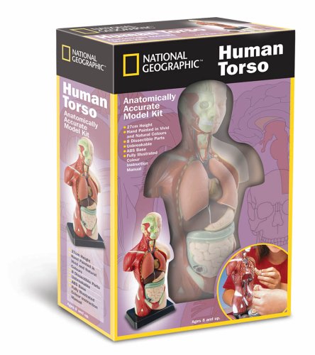 Childrens Toyshop  Toys : National Geographic - Human Torso