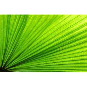 Fan Palm Tree Leaf - 18"W x 12"H - Peel and Stick Wall Decal by Wallmonkeys