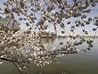 Jefferson Memorial Beyond the Cherry Blossoms - Exquisite 16"x20" Photographic Print by Carol M. Highsmith