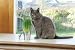   - Cat Grass Kit