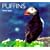 Puffins (Worldlife Library)