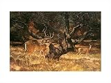 White Tail Deer by Travis Keese,34 in. x 25 in.