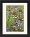 Framed Prints of Mixed flowers in meadow from Ardea Wildlife Pets