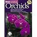 Orchids are so Beautiful
