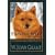 Finnish Spitz: A Closer Look
