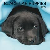 Black Labrador Retriever Puppies 2009 Wall Calendar