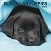   - Black Labrador Retriever Puppies 2009 Wall Calendar