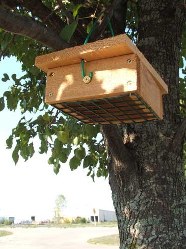 Cedar Upside Down Suet 2 Cakes
