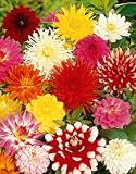 Dahlien-Sortiment, bestehend aus je 1 Zwiebel Arabian Night, Glory van Noordwijk, Park Princess, My Love, Glow