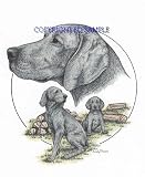 Weimaraner - Trio Image by Cindy Farmer