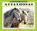 Appaloosas (Majestic Horses)