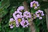 Crape Myrtle - 24
